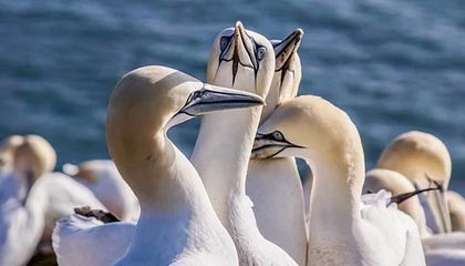 fb体育赛事平台-季后赛门票秒抢，粉丝热情难以抵挡，季后赛门票分成