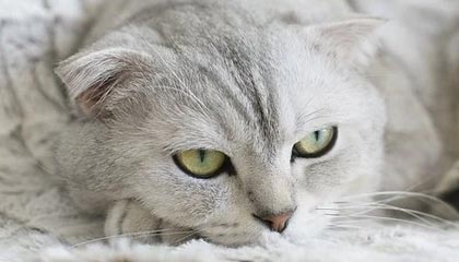 fb体育电竞-拿玛尔欲离开米兰？传言引发球迷热议，玛拿是什么意思